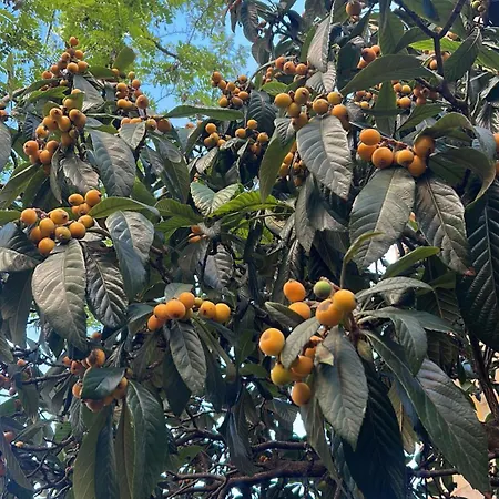 Don Quichotte شقة مونبيلييه